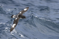Eaglehawk Neck Pelagic Trip